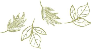 Hand drawn leaves for graphic design elements isolated on white vector