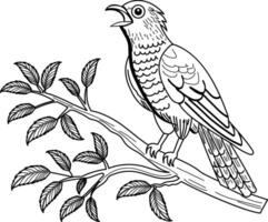 Cuckoos call illustration in vintage style vector