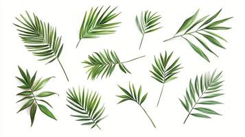 Botanical Illustration of Leaves on White Background photo