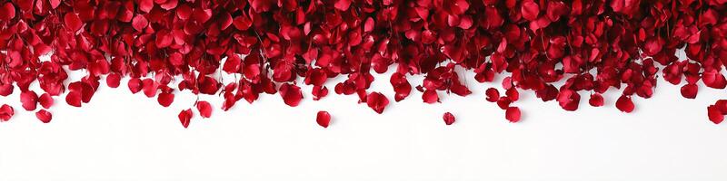 Vibrant red rose petals arranged in a cascading border on a white background photo