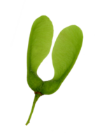 One double seed of a maple tree. Light green. Cut out on a transparent background png