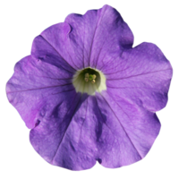 A single purple flower, cut out on a transparent background png