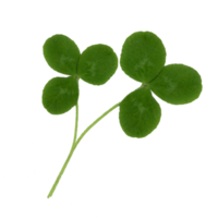 Two clover leafs. Cut out on a transparent background png