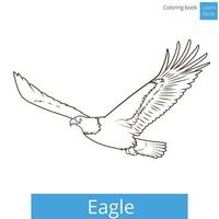 Eagle learn birds educational game coloring book illustration vector