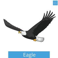 Eagle learn birds educational game illustration vector