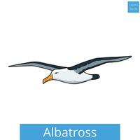Albatross learn birds educational game illustration vector