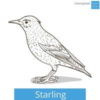 Starling learn birds educational game coloring book illustration vector