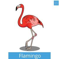 Flamingo learn birds educational game illustration vector