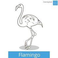 Flamingo learn birds educational game coloring book illustration vector