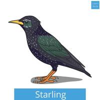Starling learn birds educational game illustration vector