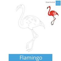 Flamingo learn birds educational game learn to draw illustration vector