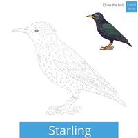 Starling learn birds educational game learn to draw illustration vector
