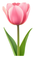 Beautiful pink tulip with green leaves in spring png
