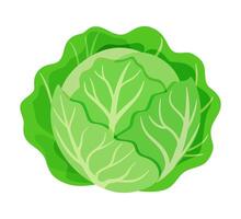 cabbage vegetable for cooking meals. A bright element. Hand drawn Trendy flat style isolated for design. illustration vector