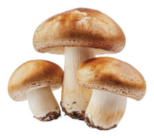 Fresh mushrooms arranged in a rustic setting png
