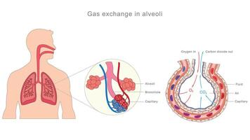 Alveoli enable oxygen uptake and carbon dioxide removal via diffusion across thin walls in lungs vector