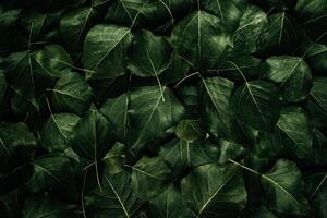 A dense arrangement of dark green leaves with visible veins, creating a natural, lush, and textured background. photo