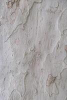 Close-up of rough tree bark texture, showcasing intricate patterns and natural colors, ideal for nature backgrounds and organic design elements. photo