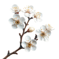 white flowers on a branch with a transparent background png