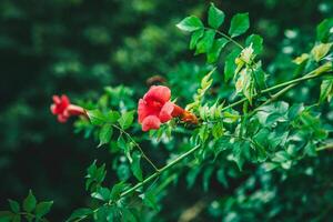 A vibrant red trumpet vine flower in full bloom, surrounded by lush green leaves, set against a blurred natural background. photo