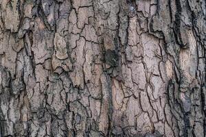 Close-up of rough tree bark texture, showcasing intricate patterns and natural colors, ideal for nature backgrounds and organic design elements. photo