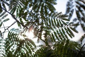 Sunlight filtering through delicate fern leaves, creating a serene and natural pattern, perfect for nature and botanical themes. photo