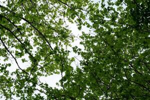 A view looking up at a canopy of green leaves and branches against a bright sky, capturing the essence of nature and tranquility, perfect for nature-themed projects and backgrounds. photo