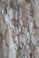 Close-up of rough tree bark texture, showcasing intricate patterns and natural colors, ideal for nature backgrounds and organic design elements. photo