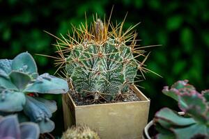A close-up of a cactus with long, sharp spines in a square pot, surrounded by other succulents, set against a blurred green back photo