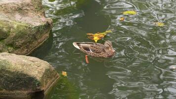 A serene duck swimming in a tranquil pond surrounded by rocks and autumn leaves video