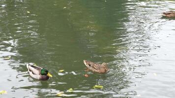Three ducks swimming in a serene pond during a cloudy afternoon video