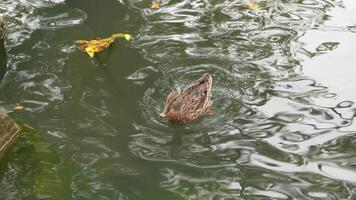 A duck swimming peacefully in a serene pond surrounded by autumn leaves video