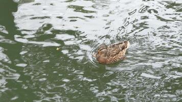 Duck swims gracefully on a serene lake during a calm afternoon video