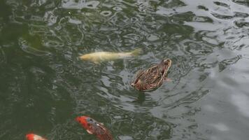 A duck swims peacefully on a serene pond during a calm afternoon video