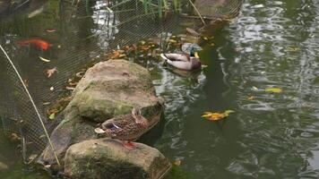 Ducks swimming and relaxing on a pond rock in a serene park setting video