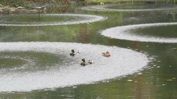 Mallards swim in concentric ripples at a tranquil park pond in autumn video