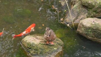 Duck rests on a rock while koi fish swim around in a serene pond video