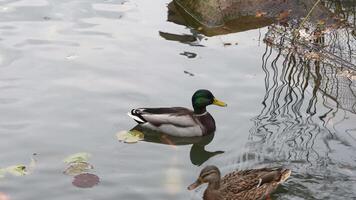 Mallard duck gliding gracefully on calm water in a serene park setting video