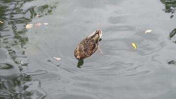 A duck paddles calmly across a serene pond in the early afternoon video