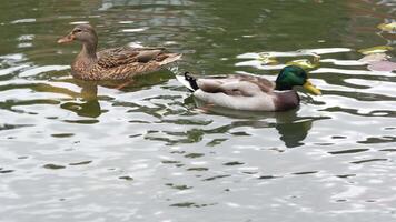Two ducks swimming in a tranquil pond on a sunny afternoon video