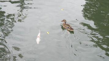 A duck swimming calmly in a serene pond on a summer day video