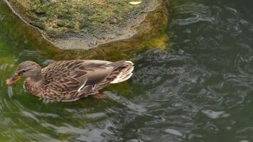 Mallard duck swimming near a rock in a tranquil pond setting video