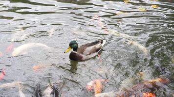 Duck and koi fish swimming together in tranquil pond setting video