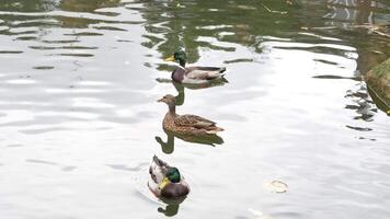 Ducks swimming in a serene pond at a city park during midday video