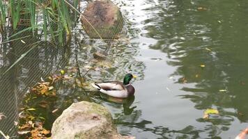 Relaxing afternoon with a mallard duck swimming in a serene pond video
