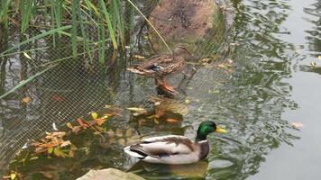 Ducks swimming and exploring a serene pond in the autumn afternoon video