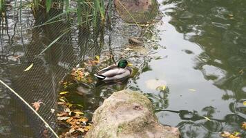A mallard duck swims in a serene pond surrounded by lush greenery video