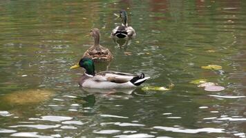 Ducks swimming gracefully in a serene pond on a tranquil afternoon video