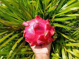 Dragon fruit isolated on grass background photo