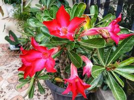 Adenium obesum or kamboja or sabi star or impala lily flowers blooming on green leaves background. Adenium obesum is a popular houseplant and bonsai in temperate regions. photo